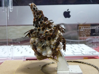 img20100726d.jpg