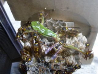 img20100726e.jpg