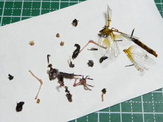 img20100726f.jpg