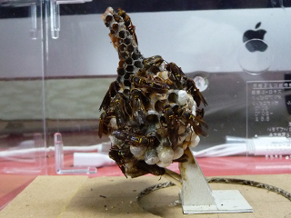 img20100727f.jpg