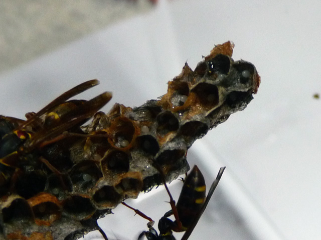 img20100729a.jpg