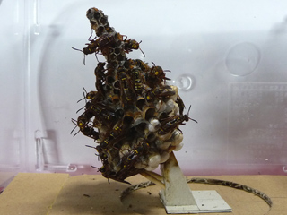 img20100729g.jpg