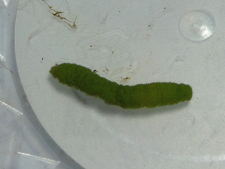 img20100730p.jpg