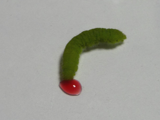 img20100730r.jpg