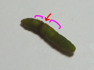 img20100730t.jpg