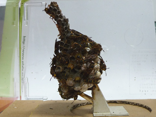 img20100730u.jpg