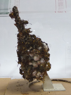 img20100803l.jpg