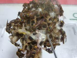 img20100803m.jpg