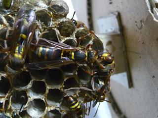 img20100805d.jpg
