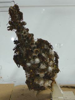 img20100805e.jpg