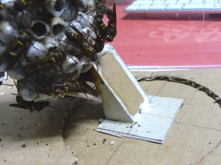 img20100809b.jpg