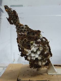 img20100809c.jpg