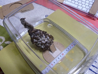 img20100812b.jpg