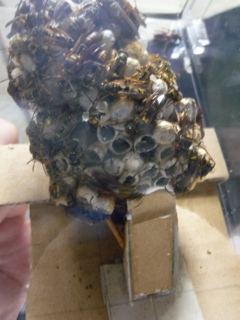img20100814g.jpg