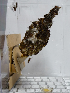 img20100814h.jpg