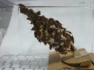 img20100815k.jpg