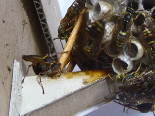 img20100815l.jpg