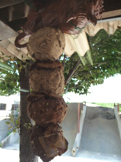 img20100821c.jpg