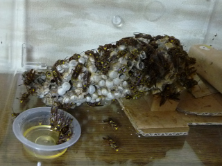 img20100827.jpg