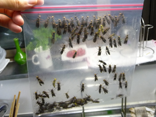 img20100828g.jpg