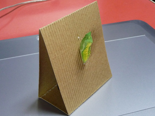 img20100904l.jpg