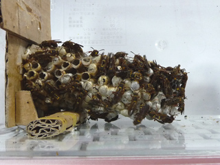 img20100904n.jpg