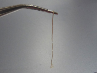 img20100904o.jpg