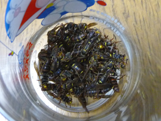 img20100923b.jpg